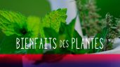 Les bienfaits des plantes